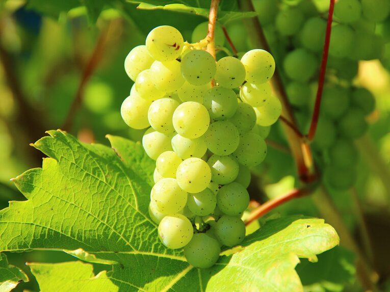 Weinfest